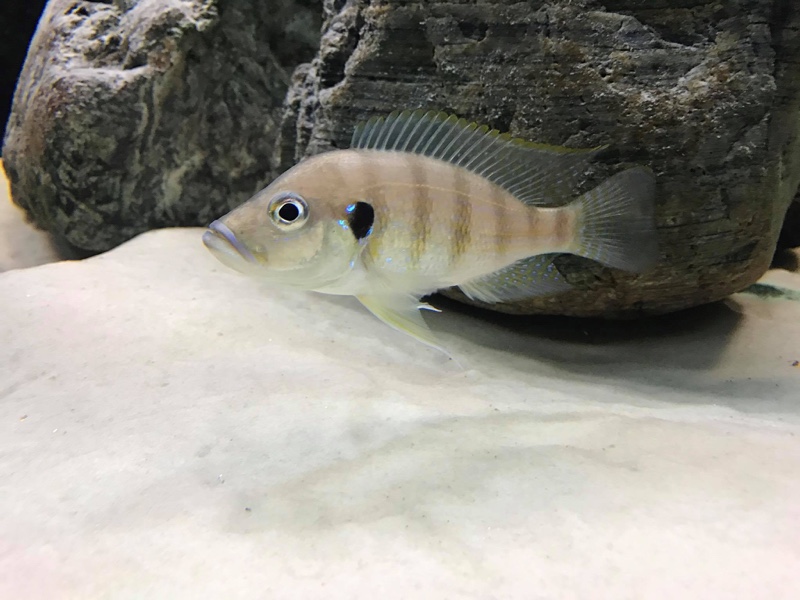 Greenwoodochromis christyi 'Chituta Bay'